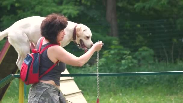 La mujer está guiando a su perro en el equipo de paseo del perro . — Vídeo de stock