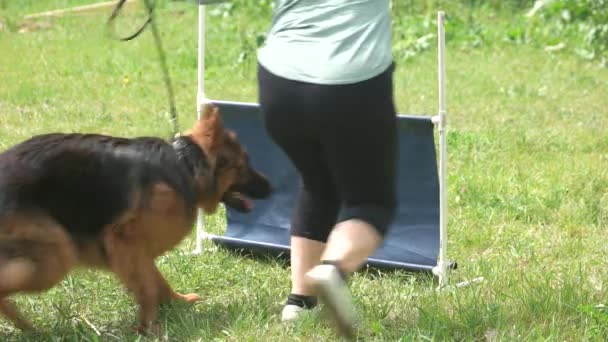 As mulheres ensinando seu cão como saltar através de um salto de barra . — Vídeo de Stock