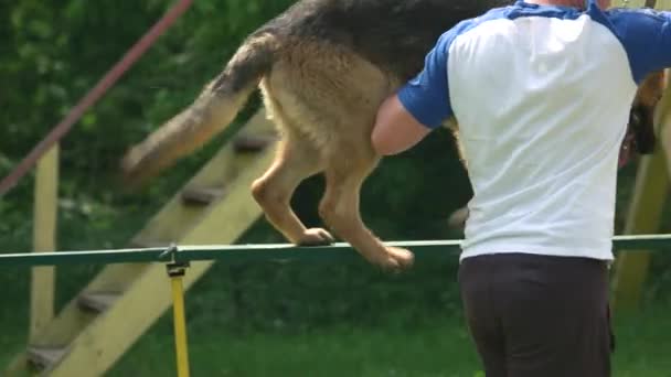 Sahibi onun köpek bir köpek yürüyüş yardım ediyor. — Stok video