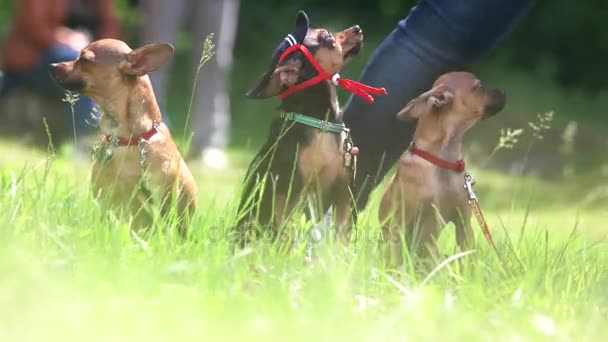 Tre chihuahuas på gräset. — Stockvideo