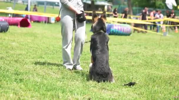 Il cane sta eseguendo l'ordine in cambio di ricompensa . — Video Stock