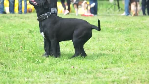 El perro está haciendo ejercicios de sentado . — Vídeos de Stock