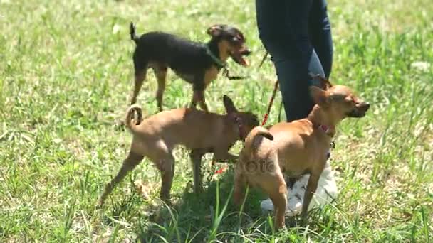 Herrchen rennt mit ihren kleinen Chihuahuas. — Stockvideo