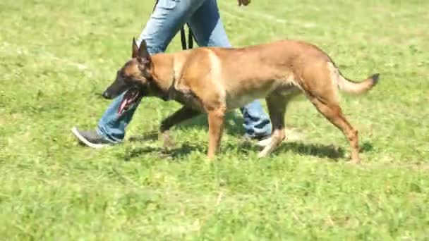 Hunden är promenader och sitter bredvid sin ägare. — Stockvideo