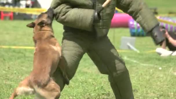 Dog is cruely attacking a figurant, hes defending himself. — Stock Video