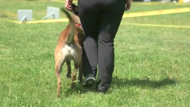 El perro está obedientemente siguiendo a su dueño . — Vídeos de Stock