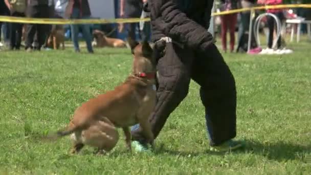 Hund är att fånga en figurant. — Stockvideo