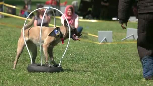 Hund bleibt in Metallkonstruktion stecken und beißt Figurant. — Stockvideo