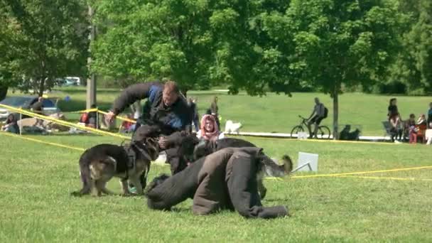 Twee honden zijn een mouw hard bijten. — Stockvideo