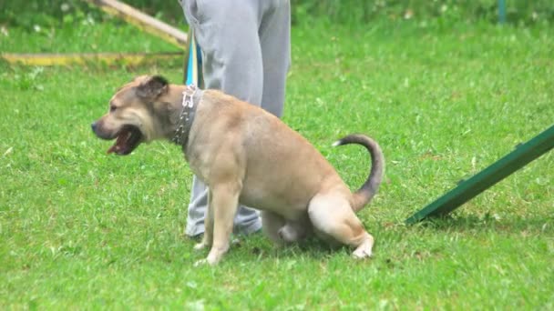 Ägare straffa sin hund. — Stockvideo