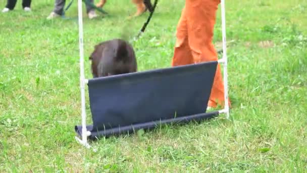 Cane sta saltando sopra una barra di salto basso . — Video Stock