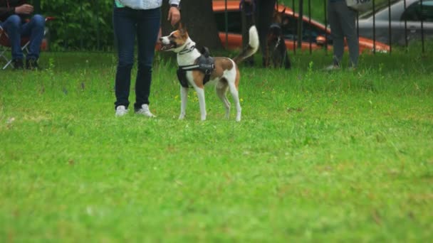 Hund schaut zu seinem Besitzer auf und springt. — Stockvideo