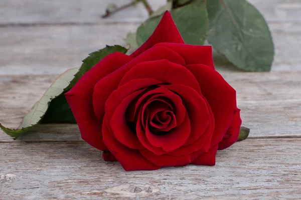 Fond romantique avec rose rouge . — Photo