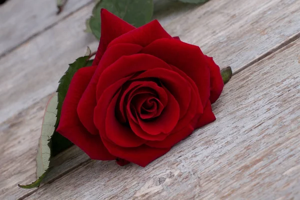 Rosa vermelha bonita na mesa de madeira velha . — Fotografia de Stock