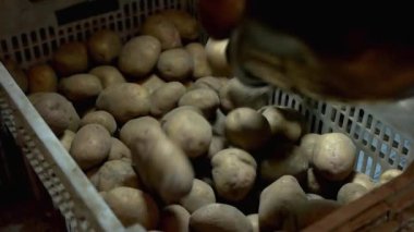 Yığının akan patates.