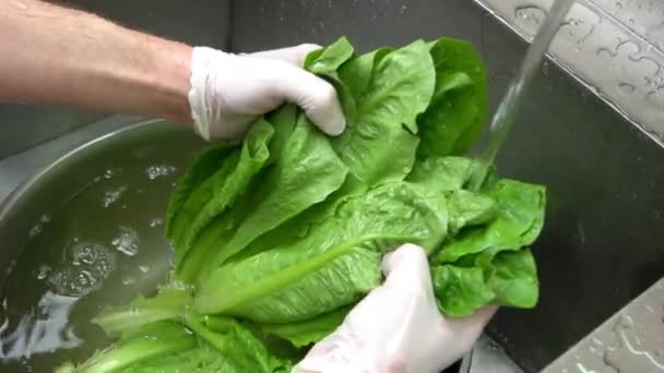 Hands washing lettuce. — Stock Video