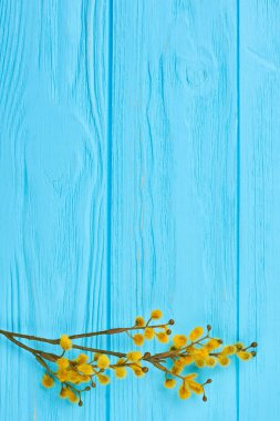 Kukum dal mavi ahşap zemin üzerine.