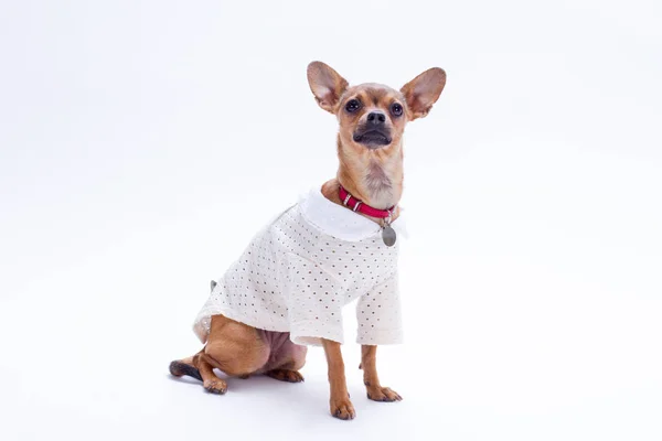 Adorabile piccolo chihuahua, sfondo bianco . — Foto Stock