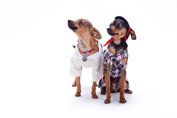 Russian toy terrier and chihuahua. — Stock Photo, Image