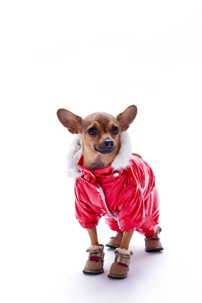 Adorable chihuahua in red suit. — Stock Photo, Image