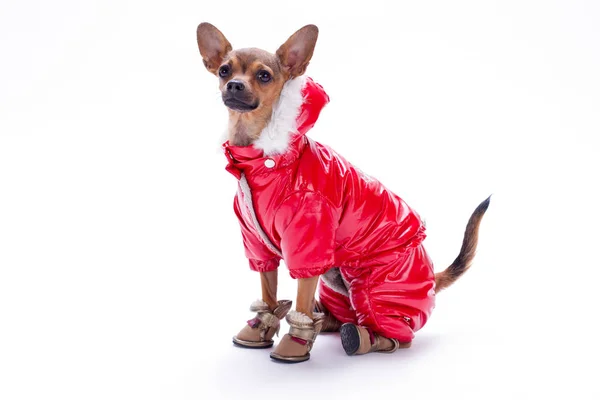 Adorabile giocattolo russo chihuahua, ritratto . — Foto Stock