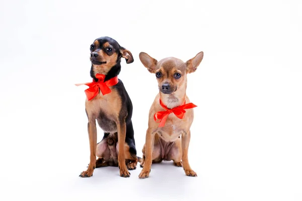 Russian toy-terrier and chihuahua in red bows. — Stock Photo, Image