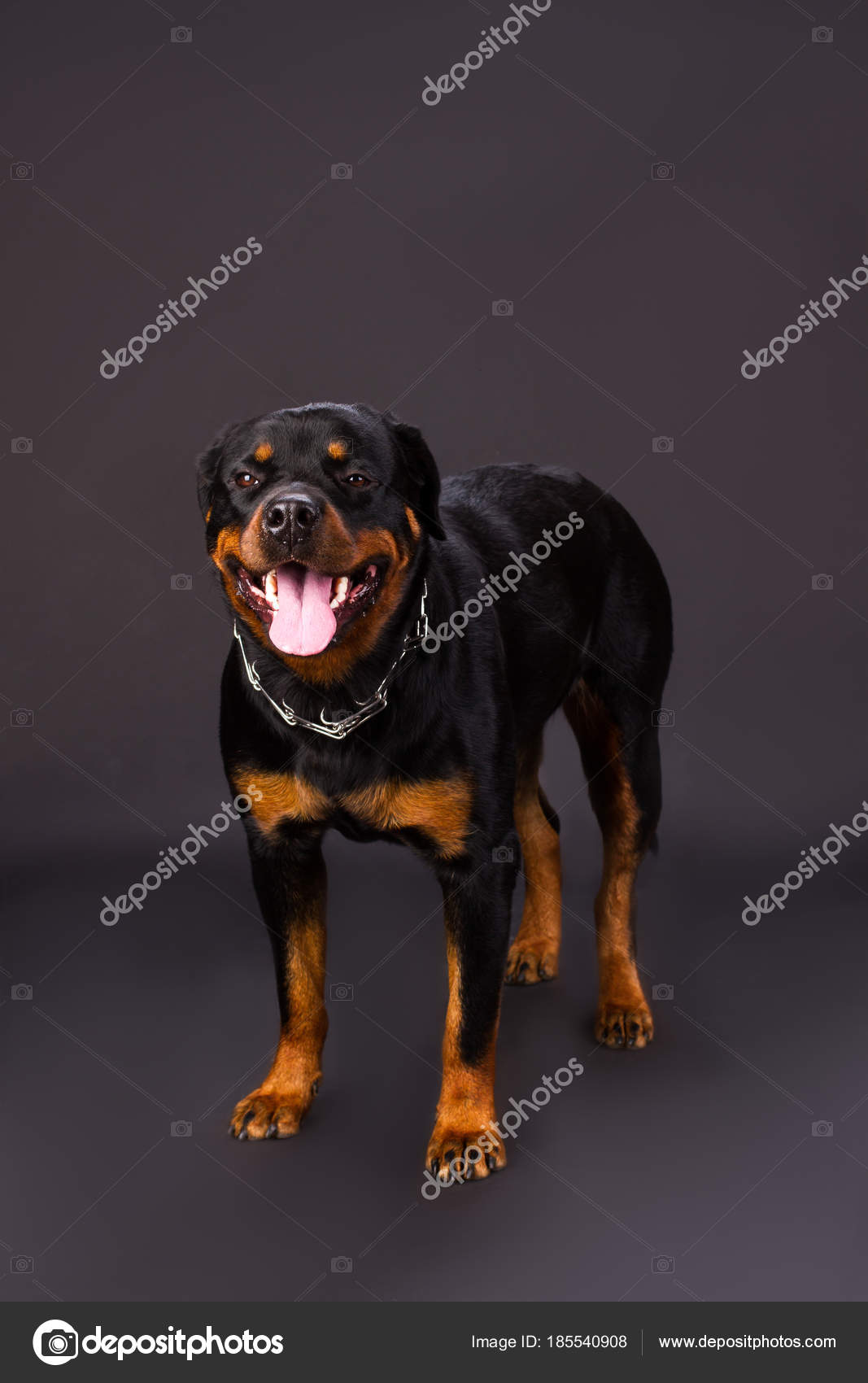 พัฒนาการลูกสุนัขร็อตไวเลอร์วัย 5 เดือน: ความสุขและการดูแล, image size:1067x1700