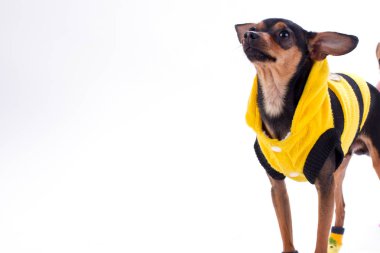 Rus oyuncak-korkunç giysileri, kopya alanı.