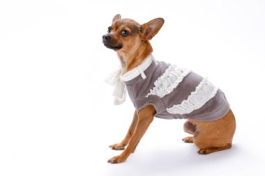 Stüdyo çekim güzel giyimli Rus Chihuahua.