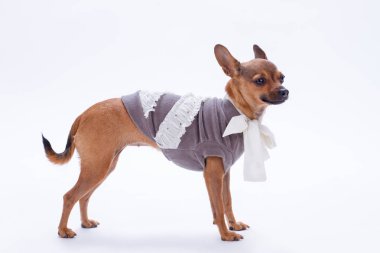 Stüdyo çekim safkan oyuncak Chihuahua.