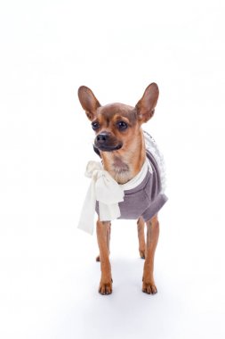 Rus oyuncak chihuahua, stüdyo portre.