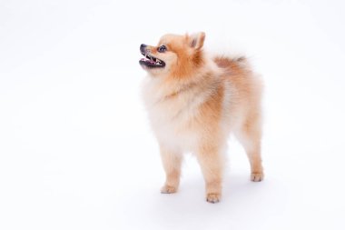 Portre sevimli kabarık spitz, beyaz arka plan.