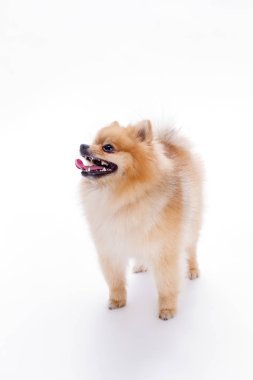 Komik pomeranian spitz, beyaz arka plan.