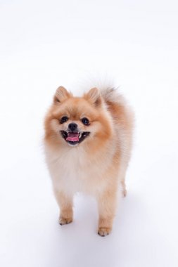 Beyaz arka plan üzerinde mutlu pomeranian spitz.
