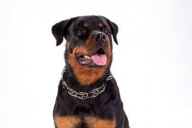 Genç rottweiler stüdyo portre kadar kapatın.