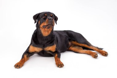 Beyaz arka plan üzerinde yalan rottweiler.
