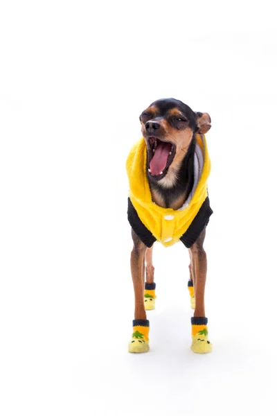 Yawning toy-terrier, studio shot. — Stock Photo, Image