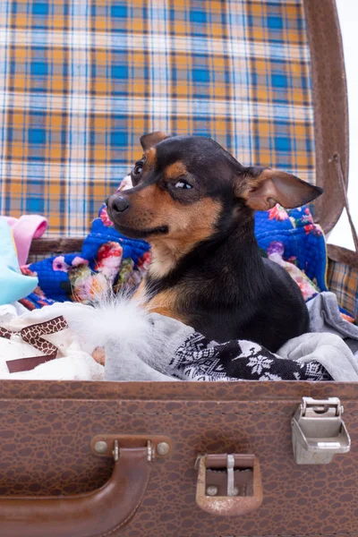 Portrait of toy-terrier in suitcase.