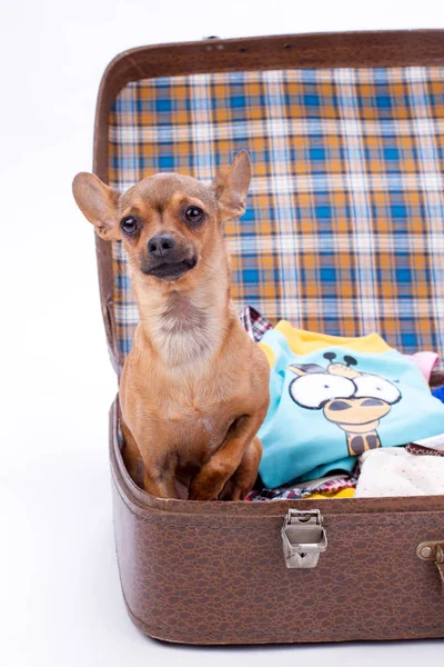 Lindo chihuahua marrón en maleta de viaje . — Foto de Stock