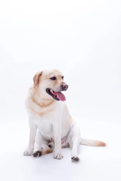 Porträtt av söt ung labrador retriever. — Stockfoto