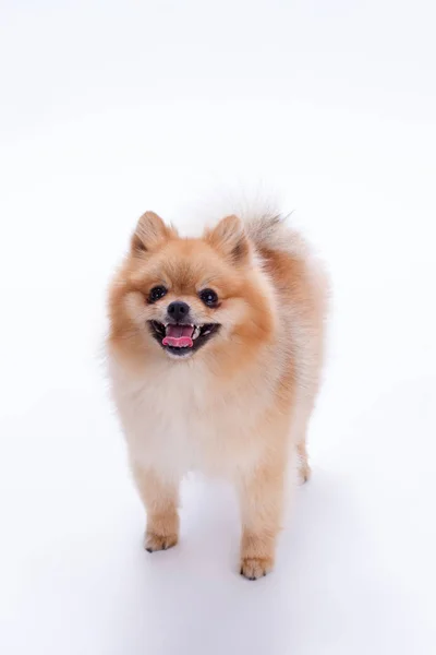 Feliz spitz pomeraniano sobre fondo blanco . — Foto de Stock