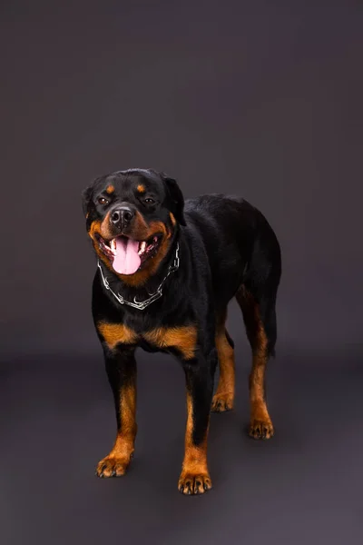 Retrato de Rottweiler en el estudio . — Foto de Stock