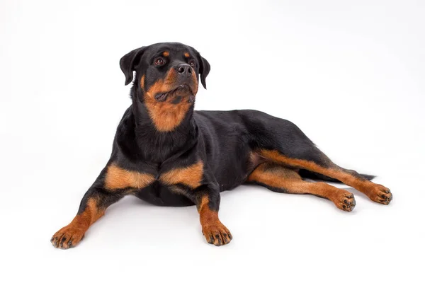 Beyaz arka plan üzerinde yalan rottweiler. — Stok fotoğraf