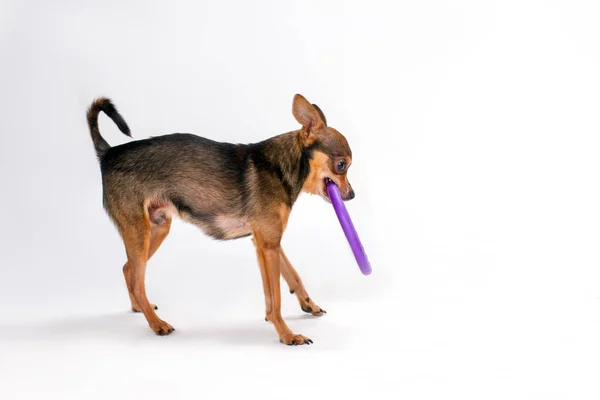 Adorável brinquedo-terrier com aro de hoola roxo . — Fotografia de Stock