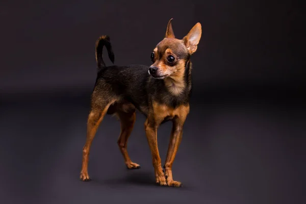 Retrato de estúdio de cão terrier bonito . — Fotografia de Stock