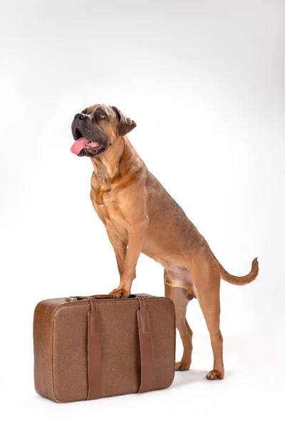 Söt italiensk mastiff på resor resväska. — Stockfoto
