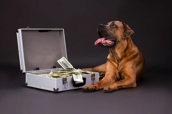 Suitcase full of cash and cane corso dog.