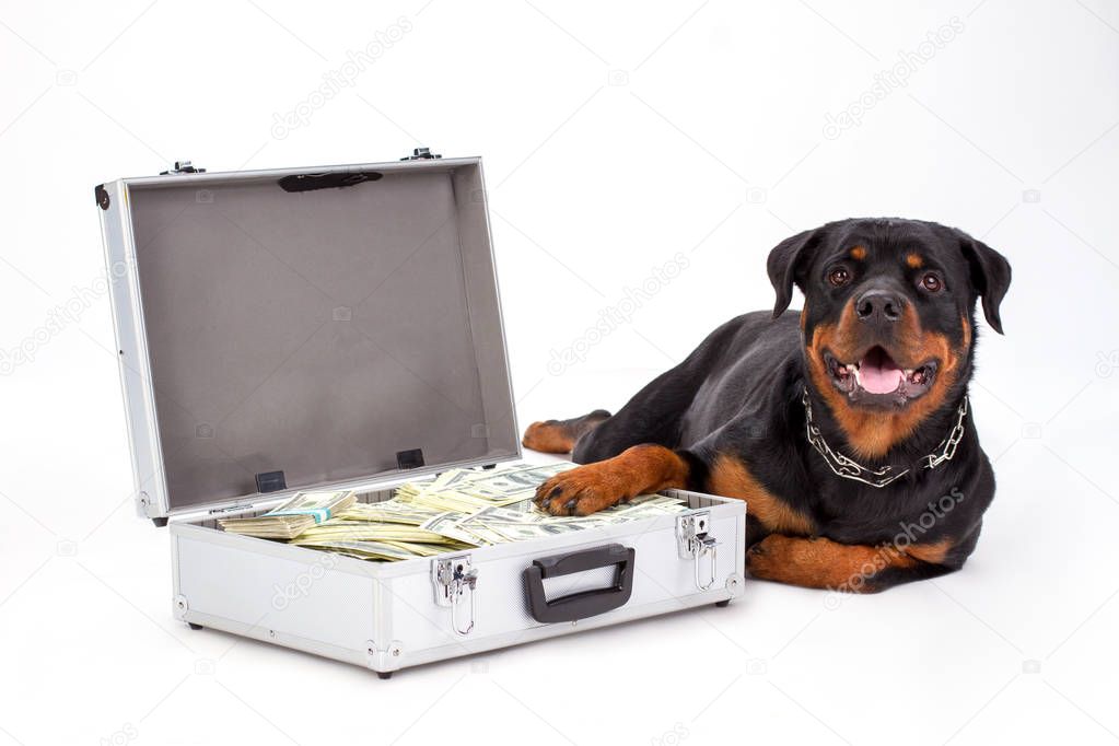 Rottweiler protecting suitcase full of dollars.