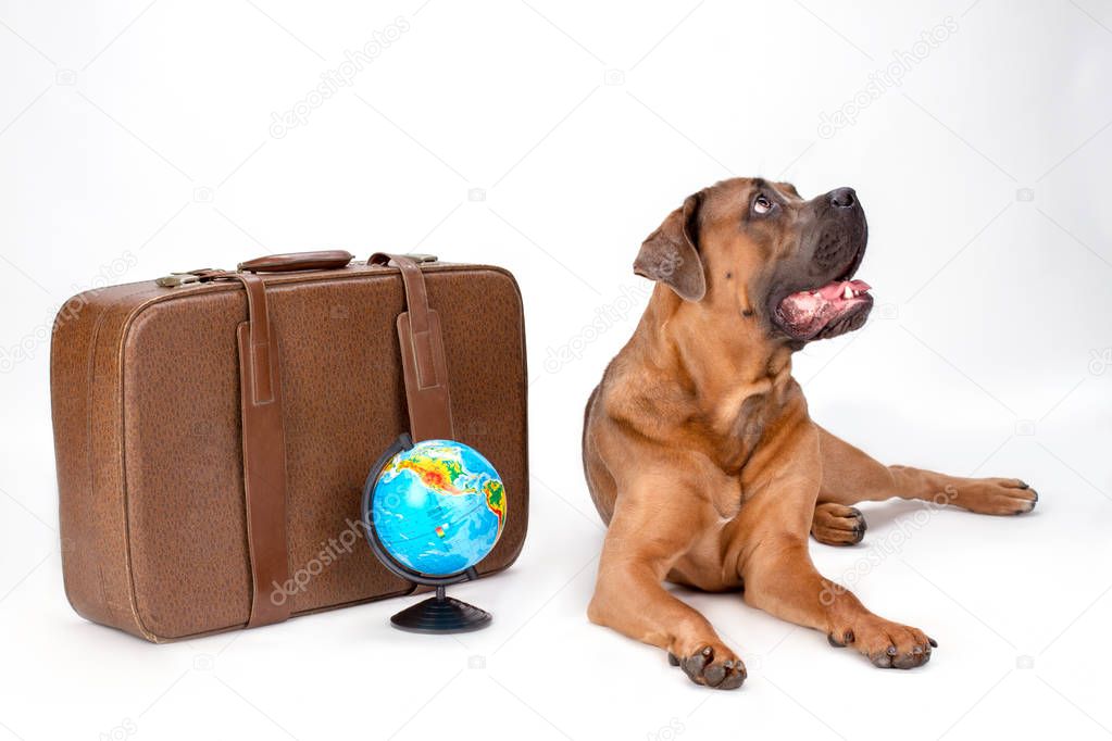 Cute cane corso with travel suitcase.