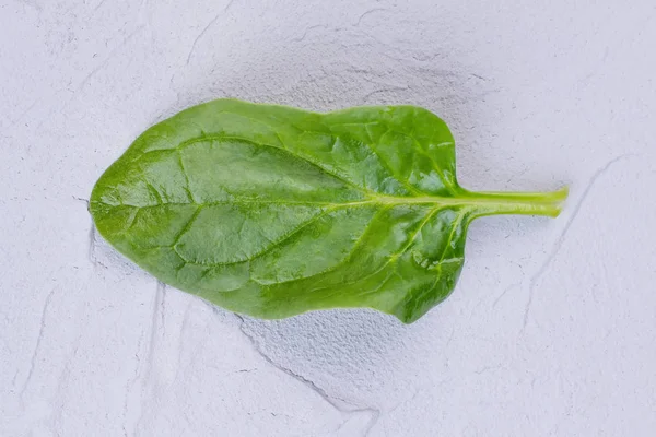 Зеленый сочный лист базилика . — стоковое фото